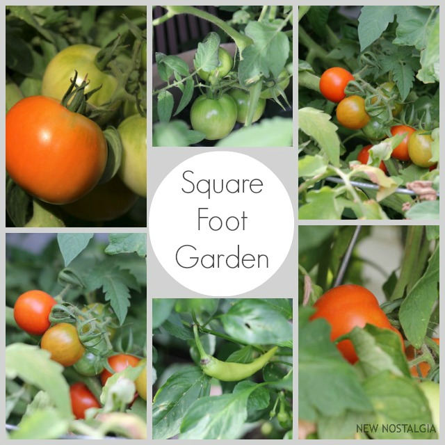 Square Foot Garden Progress & What To Do With All Those Tomatoes!