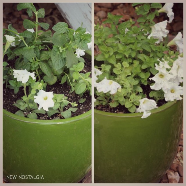 2-mint-flower-pots